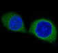 Anti-PDPK1/Pdk 1 Rabbit Monoclonal Antibody